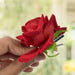 LushPetals Hairpin
