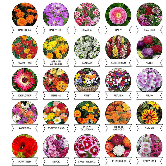 Seeds 20 Varieties of Flower Seeds Combo (1 Pkt / 20 Varieties) by Your Brand