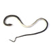 Realistic Rubber Snake Prank Toy (1 Pc) by Your Brand