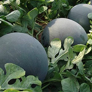 Golden Hills Farm Hybrid Watermelon Fruit Seeds