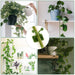 30pcs wall Plant Climbing Clip widely (Box/30 Pcs Set) by Your Brand