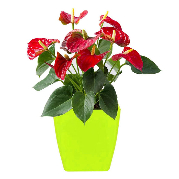 Flower Pots Square Shape For Indoor / Outdoor Gardening by Your Brand