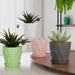 Diamond Design Plastic Flower Pot Set with Drain Tray (5 Pc) by Your Brand