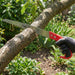 Heavy-Duty 300 MM Manual Garden Pruning Saw (1 Pc) by Your Brand
