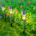 Solar Lawn Lamp Set of 12 Pc by Your Brand