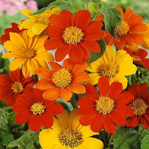 Hybrid Fresh Flower Seeds for Planting in Home & Garden