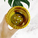 Plastic Flower Valencia (Pot) Home and Outdoor (1 Pc) by Your Brand